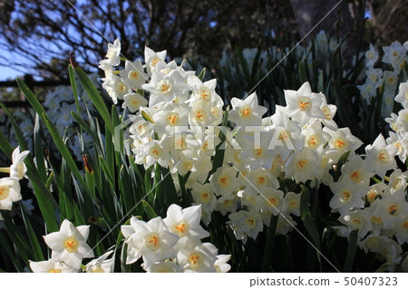 Narcissus ++ · + * Narcissus * + · ++ Narcissus ++ · + * Narcissus * + · ++ 50407323