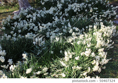 Narcissus ++·+ * Narcissus * +·++ 50407324