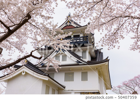 Yokote Castle Cherry Blossom Festival Yokote Castle Cherry Blossom Festival 50407359