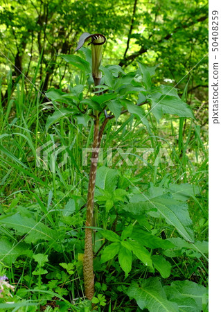 Mamshitsa Mamshitsa 50408259