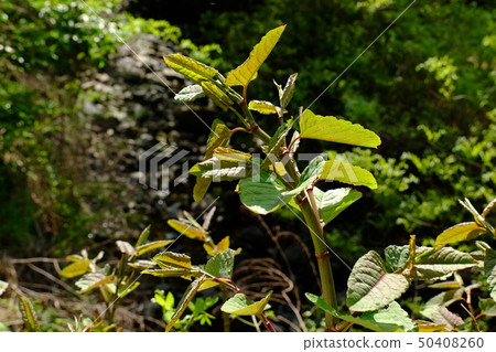 Itadori Itadori 50408260