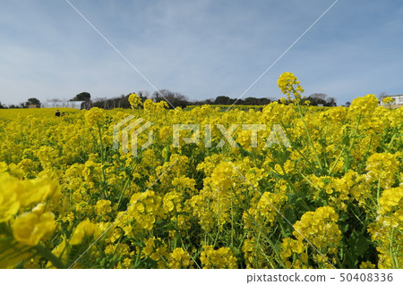 強姦開花 強姦開花 50408336