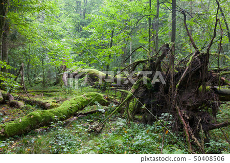 Old oak lying with root visible Old oak lying with root visible 50408506