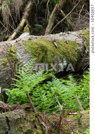 Fresh green ferns among almost declined trees 50408657