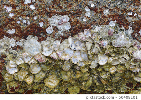 oyster shell on stone open matte mother-of-pearl oyster shell on stone open matte mother-of-pearl 50409101