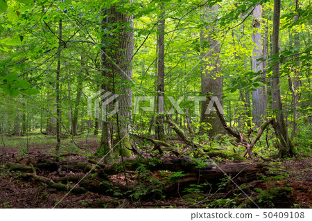Deciduous stand in summer with broken trees Deciduous stand in summer with broken trees 50409108