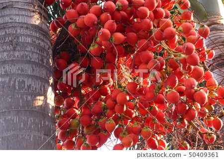 Betel palm on tree Betel palm on tree 50409361