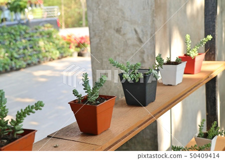 Calandiva or cactus for decoration Calandiva or cactus for decoration 50409414