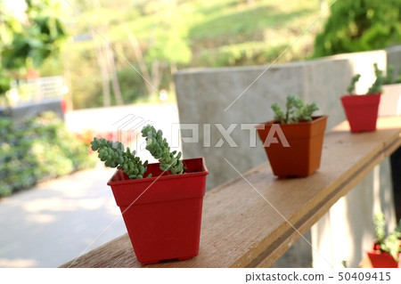 Calandiva or cactus for decoration 50409415