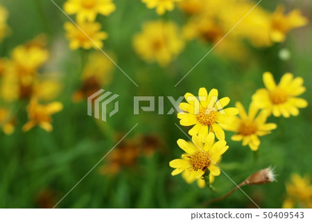 Daisy flower in tropical 50409543