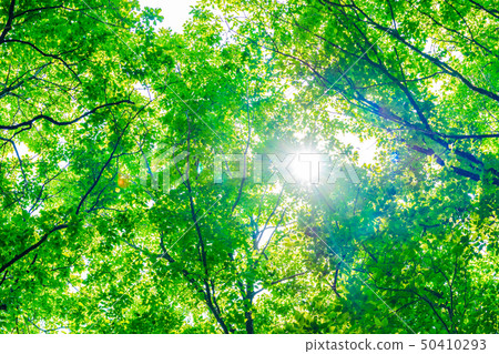 New green image 50410293
