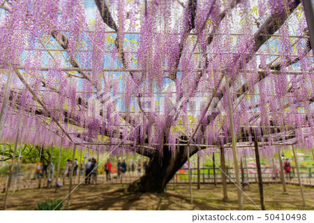 Full bloom Oto, Yaefuji, Ashikaga Flower Park (Ashiga, Tochigi) 50410498