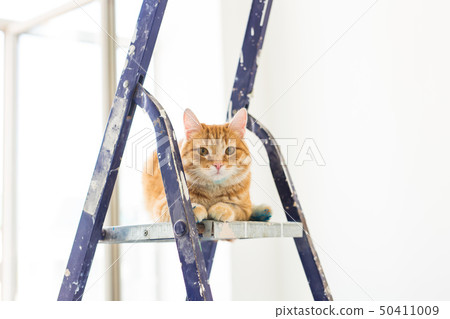 Repair, painting the walls, the cat sits on the stepladder. Funny picture 50411009