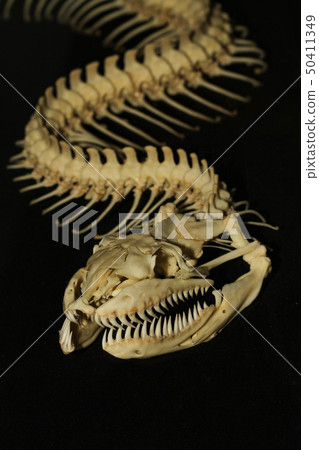 Close up  snake bone on black background 50411349