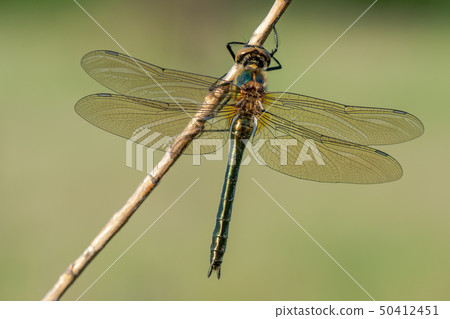 Downy emerald (Cordulia Aenea) Downy emerald (Cordulia Aenea) 50412451