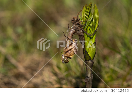 Downy emerald (Cordulia Aenea) 50412453