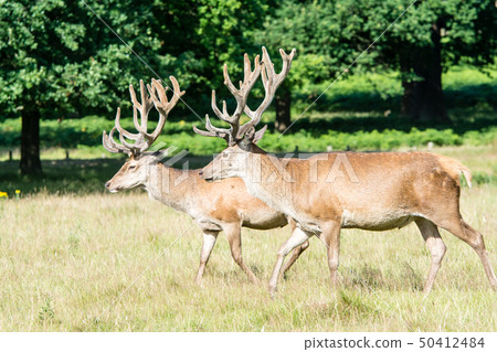 A Walk on the Lawn at Richmond Park, England A Walk on the Lawn at Richmond Park, England 50412484
