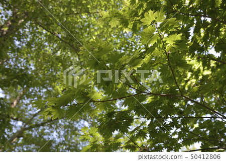 Green Itaya Momiji Green Itaya Momiji 50412806