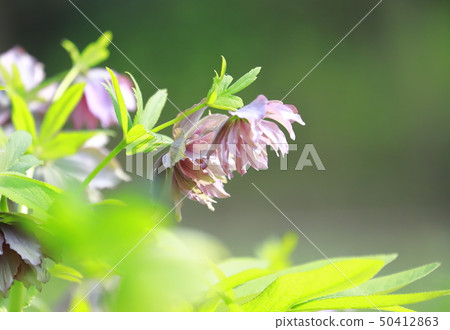 Pretty Christmas rose flower 50412863
