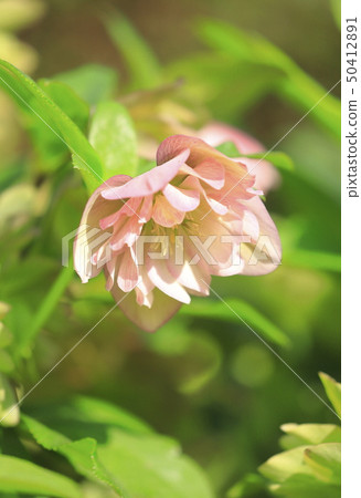Pretty Christmas rose flower 50412891