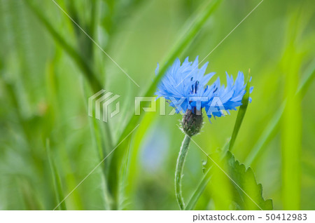 closeup of corn flower  in a meadow 50412983