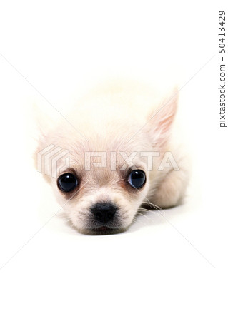 白色的小狗 50413429