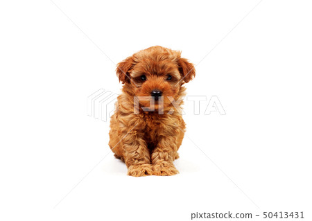 Sitting puppy Sitting puppy 50413431