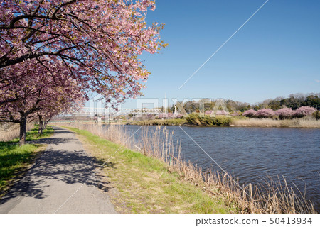 Yachiyo City, Kawazu Sakura, near Hirado Bridge 50413934