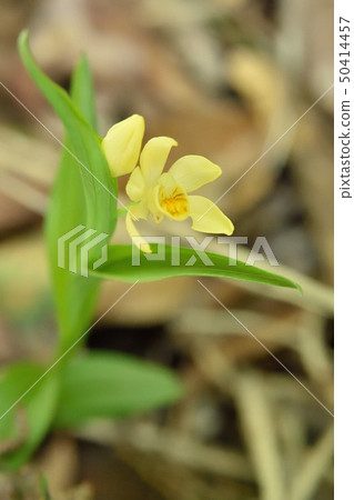 Kinran花 Kinran花 50414457