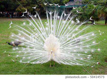 杭州,西湖花口岸Kanko公園白色孔雀在中國 杭州,西湖花口岸Kanko公園白色孔雀在中國 50414573
