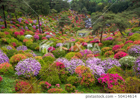 Shiobu Kannon azalea festival 50414614