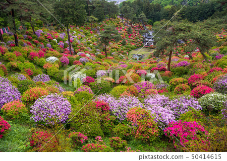 Shiobu Kannon杜鵑花節 50414615