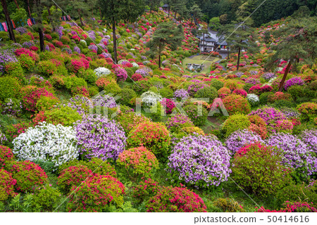 Shiobu Kannon azalea festival Shiobu Kannon azalea festival 50414616
