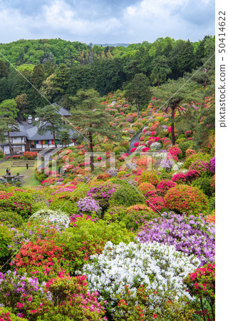 Shiobu Kannon azalea festival Shiobu Kannon azalea festival 50414622