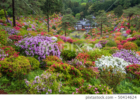 Shiobu Kannon杜鵑花節 50414624