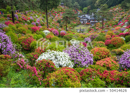 Shiobu Kannon杜鵑花節 50414626