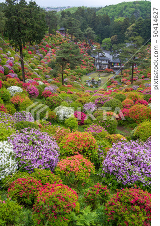 Shiobu Kannon杜鵑花節 50414627