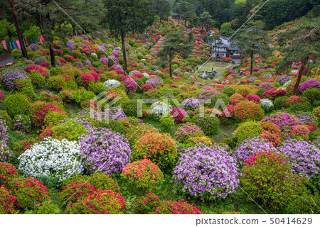 Shiobu Kannon杜鵑花節 50414629