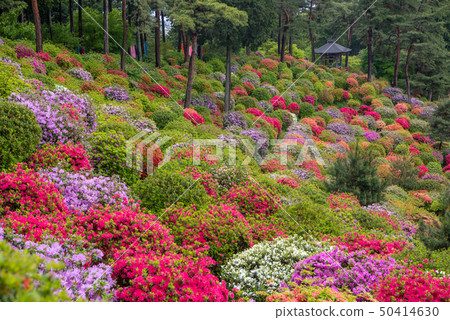 Shiobu Kannon azalea festival Shiobu Kannon azalea festival 50414630