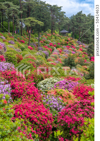 Shiobu Kannon杜鵑花節 50414633