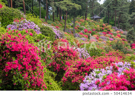 Shiobu Kannon azalea festival 50414634