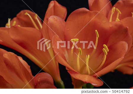 非洲花 非洲花 50414792