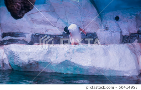 Penguin Cleaning Itself 50414955