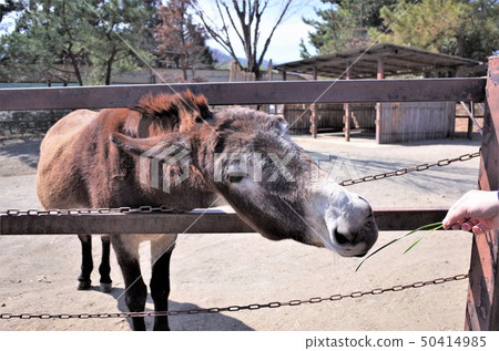 群馬野生動物園為動物園的驢提供食物 群馬野生動物園為動物園的驢提供食物 50414985