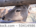動物園驢，群馬野生動物園 50414986