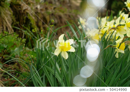 Daffodil flowers Daffodil flowers 50414990