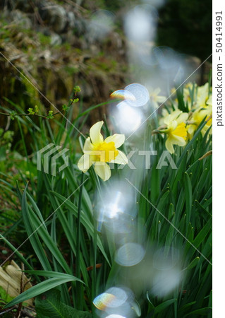 水仙花花 水仙花花 50414991