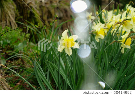 水仙花花 水仙花花 50414992