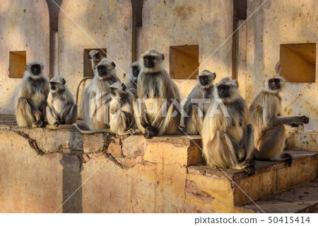 Gray langurs monkeys in Amber fort. India Gray langurs monkeys in Amber fort. India 50415414