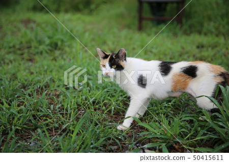 cat cat 50415611